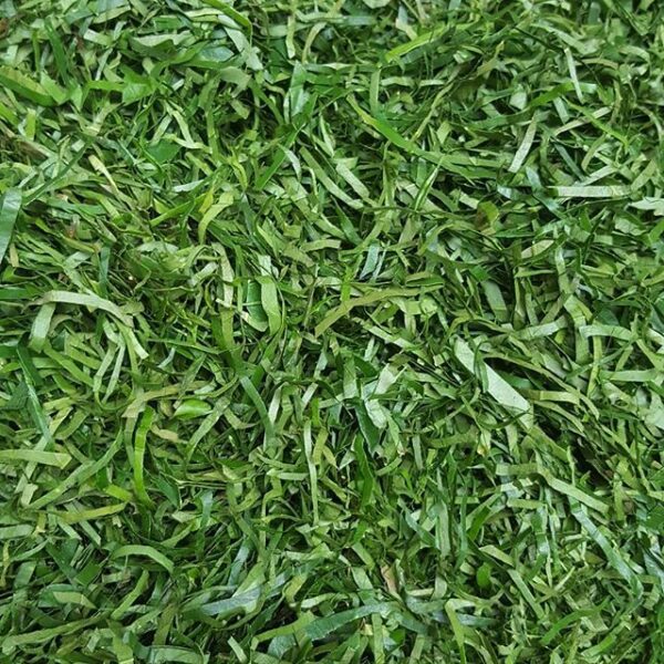 Ukazi Afang Leaf