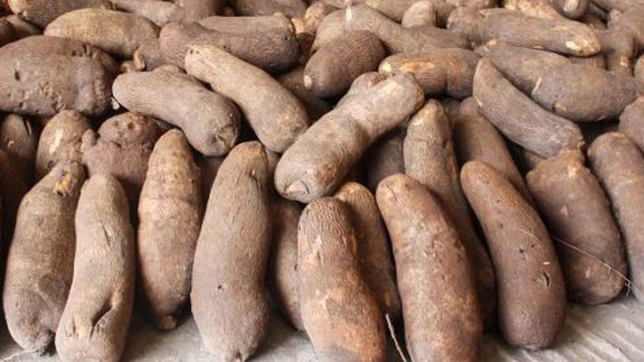 Yams Big Tubers Iyaloja Direct Yams Big Tubers Iyaloja Direct