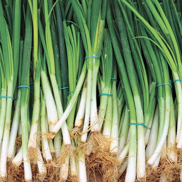 Spring onions