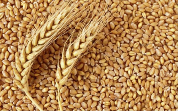 Wheat