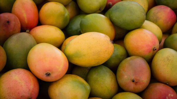Sherry Mango (8-12 Pieces)